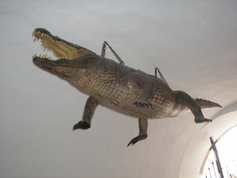 ausgestopftes Krokodil, das an der Decke hängt
